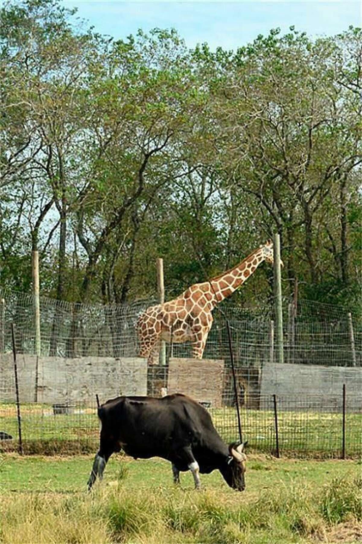 Продам зоопарк. Зоопарк продают собак .. Texas Zoo Monster.