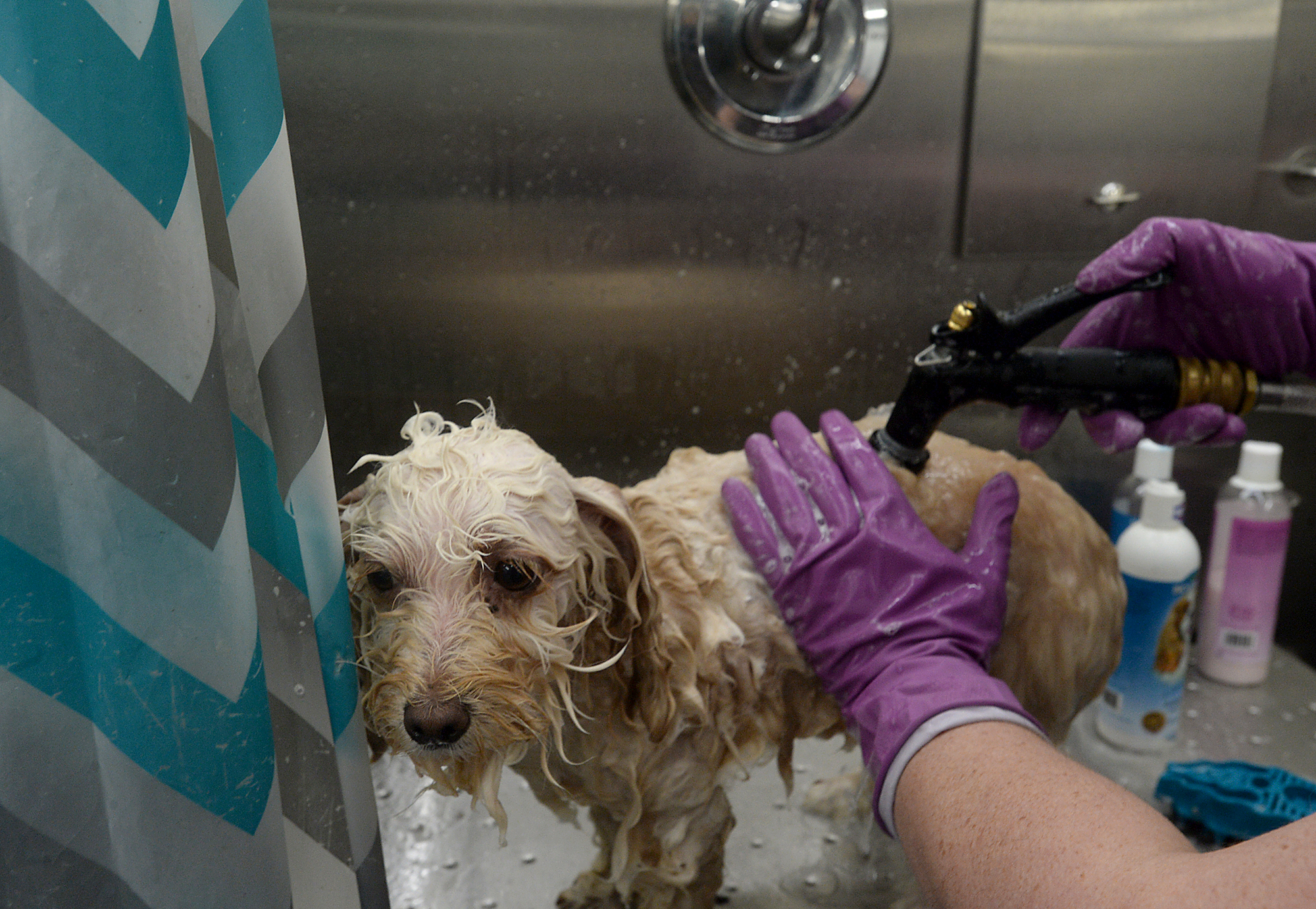 Port Neches animal groomer takes her work on the road