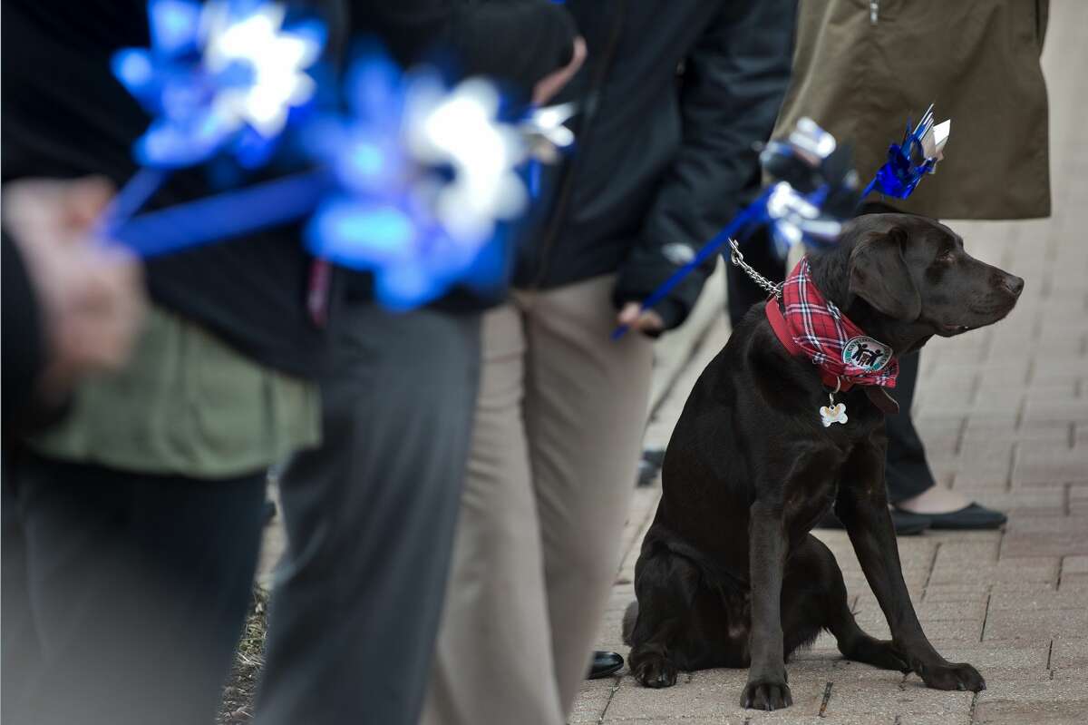 BRITTNEY LOHMILLER | blohmiller@mdn.net Midland County Prosecutor's Office canine advocate, Joey, waits in front of the United Way of Midland County Tuesday afternoon with members of the community to place pinwheels in honor of Child Abuse Prevention Month. In 2016, the Safe & Sound Child Advocacy Center conducted interviews of 140 children who were suspected of being abused or neglected.