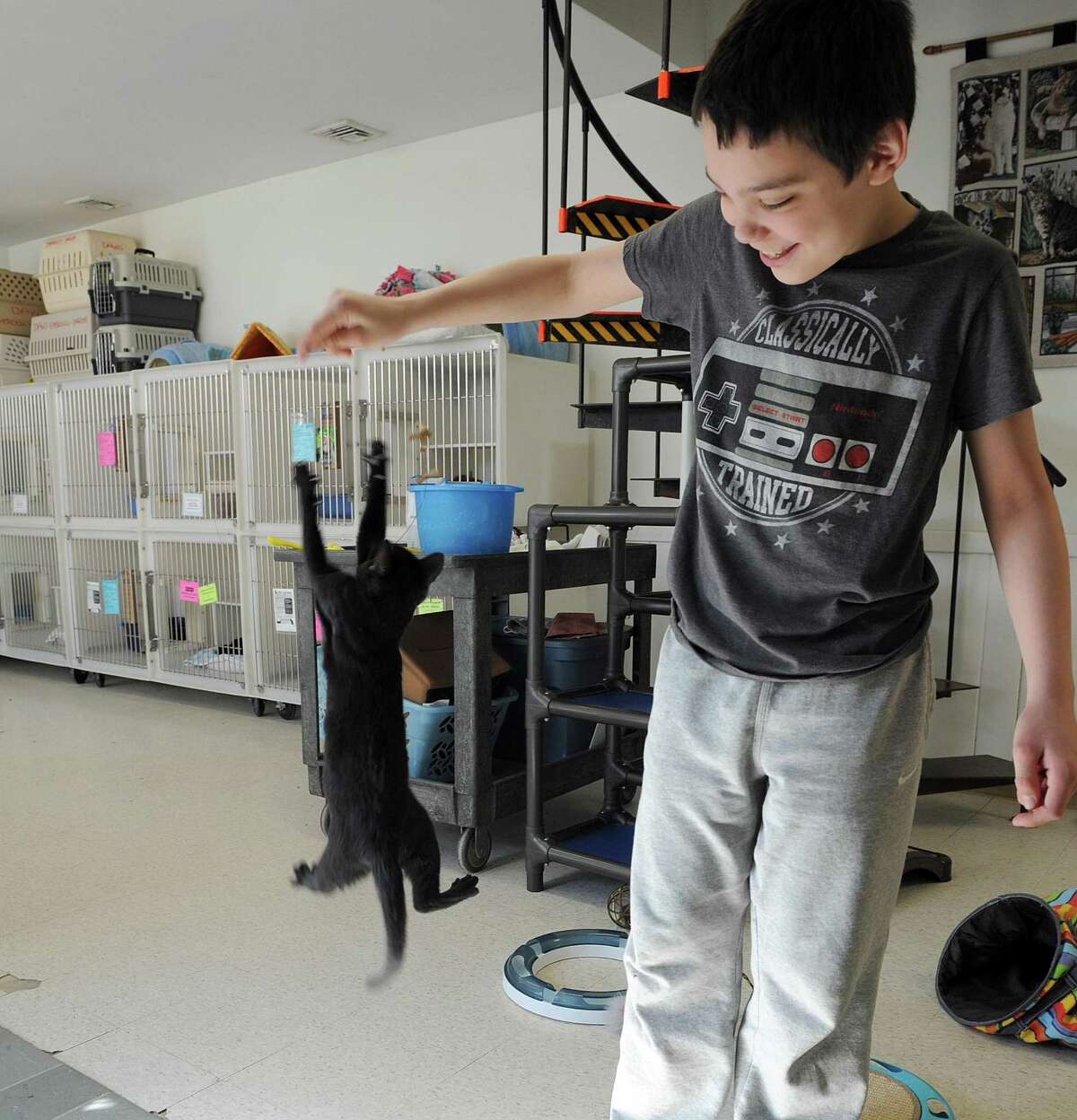 Tyler Grace, 11, plays with a kitten at Danbury Animal Welfare, Monday, March 6, 2017. Fairfield County Giving Day is Thursday, March 9 and the Danbury Animal Welfare Society is one of the participants.