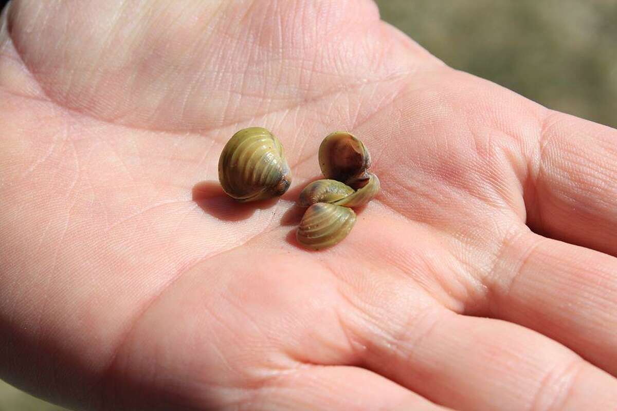 Asian clams found in Candlewood Lake during a cold-water training dive.