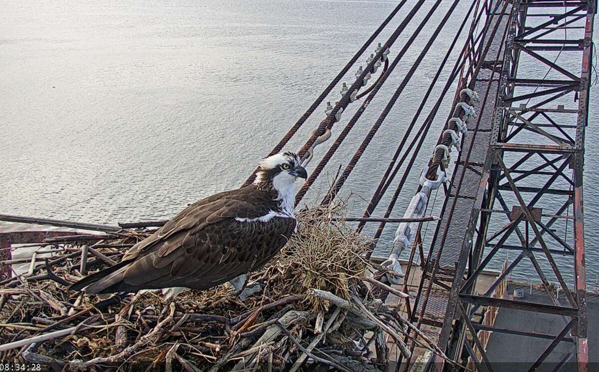 osprey live cam