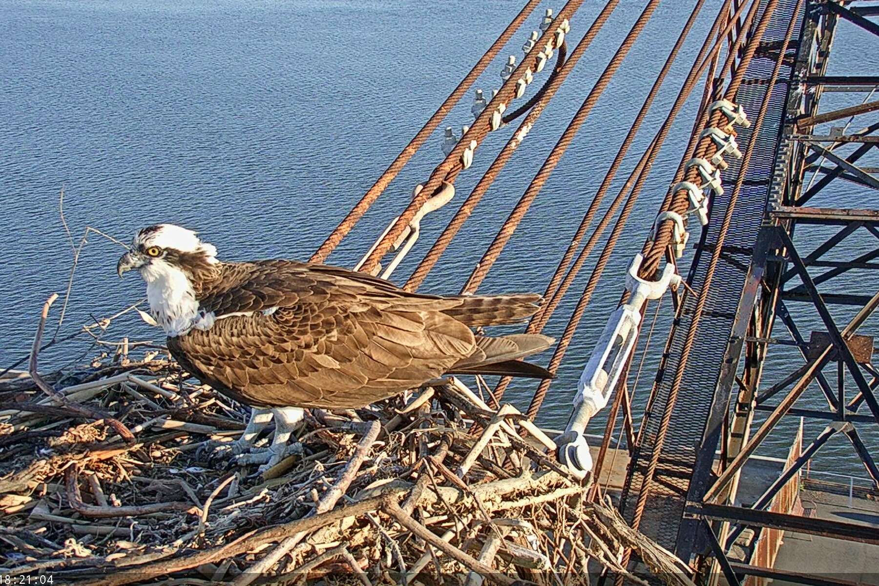 sf bay osprey live cam