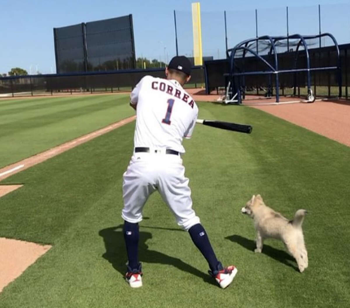 Carlos Correa doing some fielding practice with his puppy, Groot