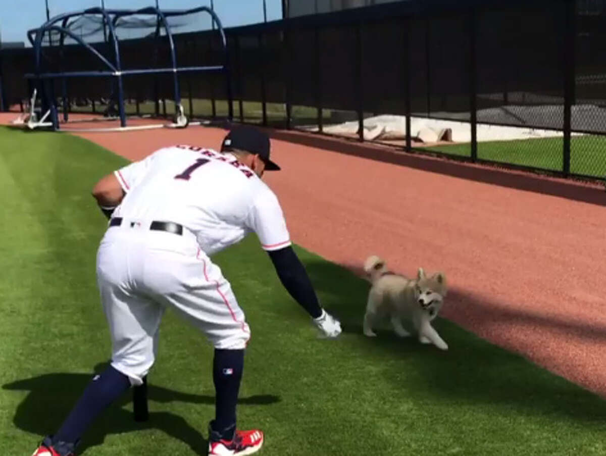 Carlos Correa hit ground balls for his puppy to fetch at the Astros' spring training complex in West Palm Beach, Fla.