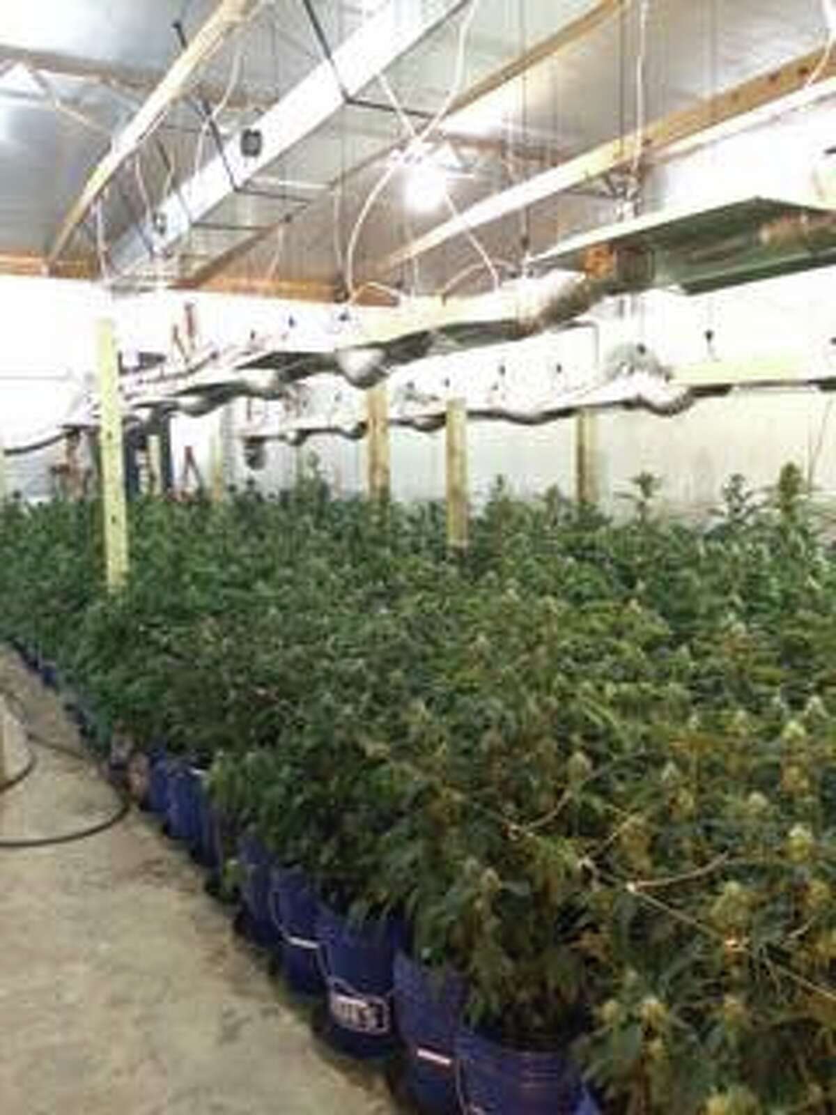 The Brazoria County Narcotics Task Force seized more than 3,000 pot plants Tuesday morning. 