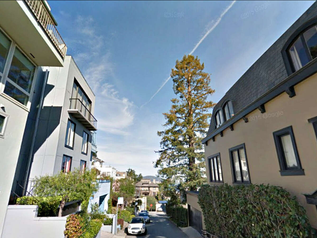 It looks like this Russian Hill redwood tree will get to grow a little taller.