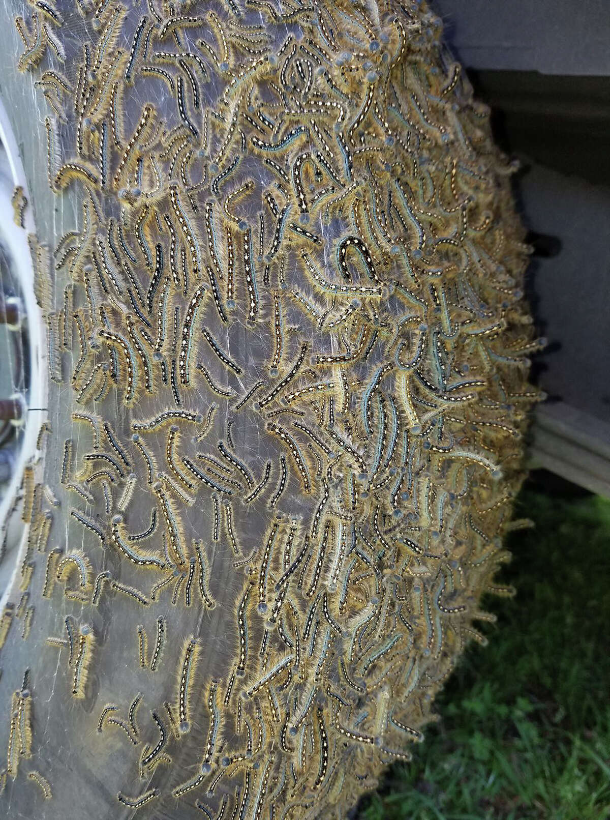 Tent caterpillars emerging in abundance, Texas Agrilife says