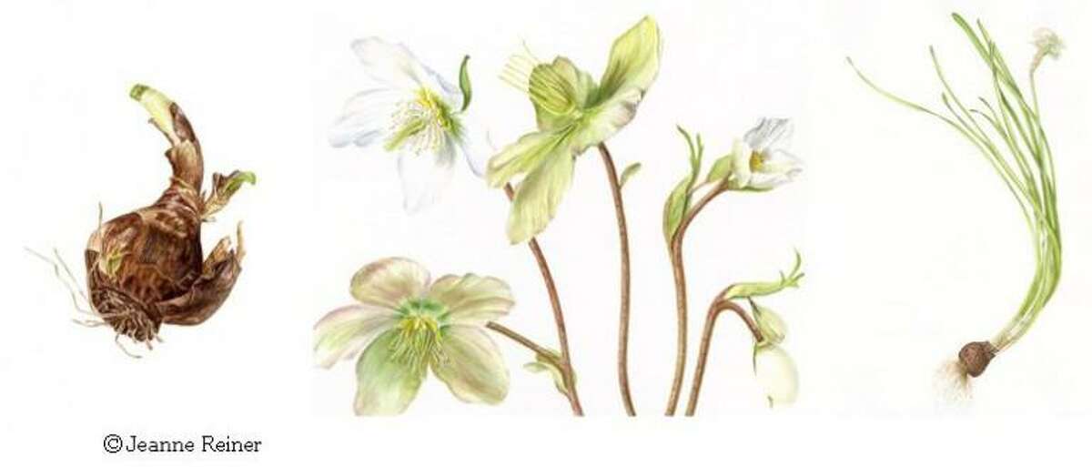 Botanical drawings by Jeanne Reiner, who will be teaching classes at the Greenwich Land Trust’s Mueller Preserve on April 4 and May 2. Reiner is a New York Botanical Garden illustrator who recently exhibited her work at the Flinn Gallery in the Greenwich Library.