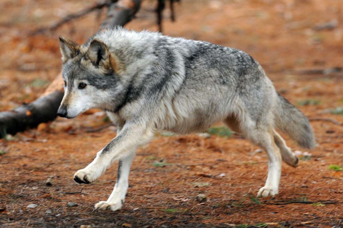 gray wolf endangered species act