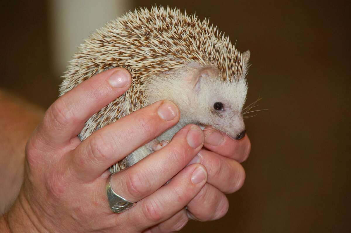 One of Animal Embassy’s friends, an African Hedgehog.