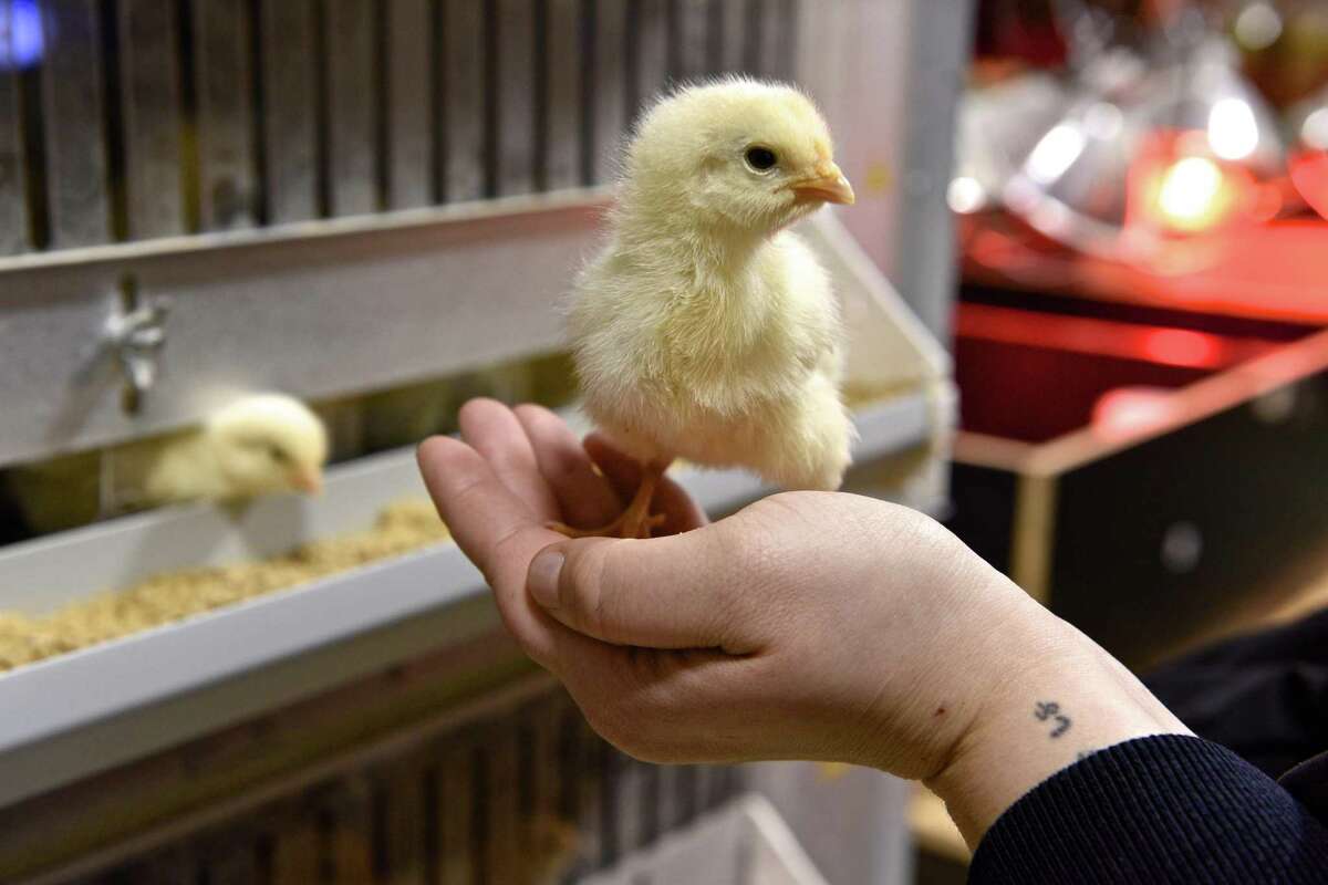Agway employee Alex Fiore holds a Columbian Rock Cross chick on Tuesday, March 28, 2017, in Danbury, Conn. Fiore is the front end manager of the store and takes care of the chicks.