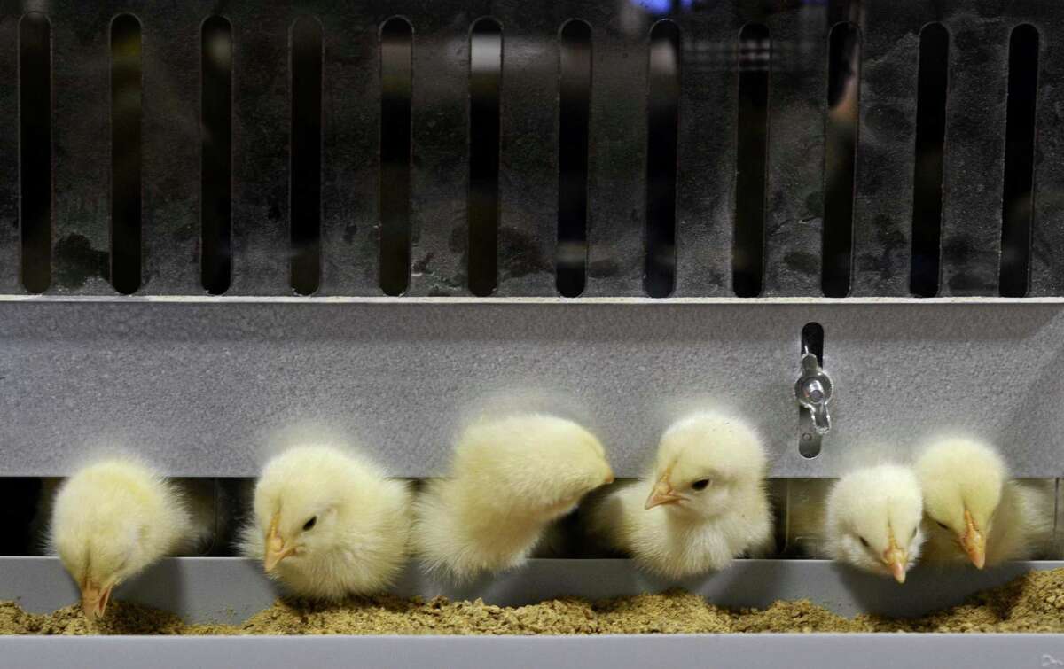 Backyard chickens big business