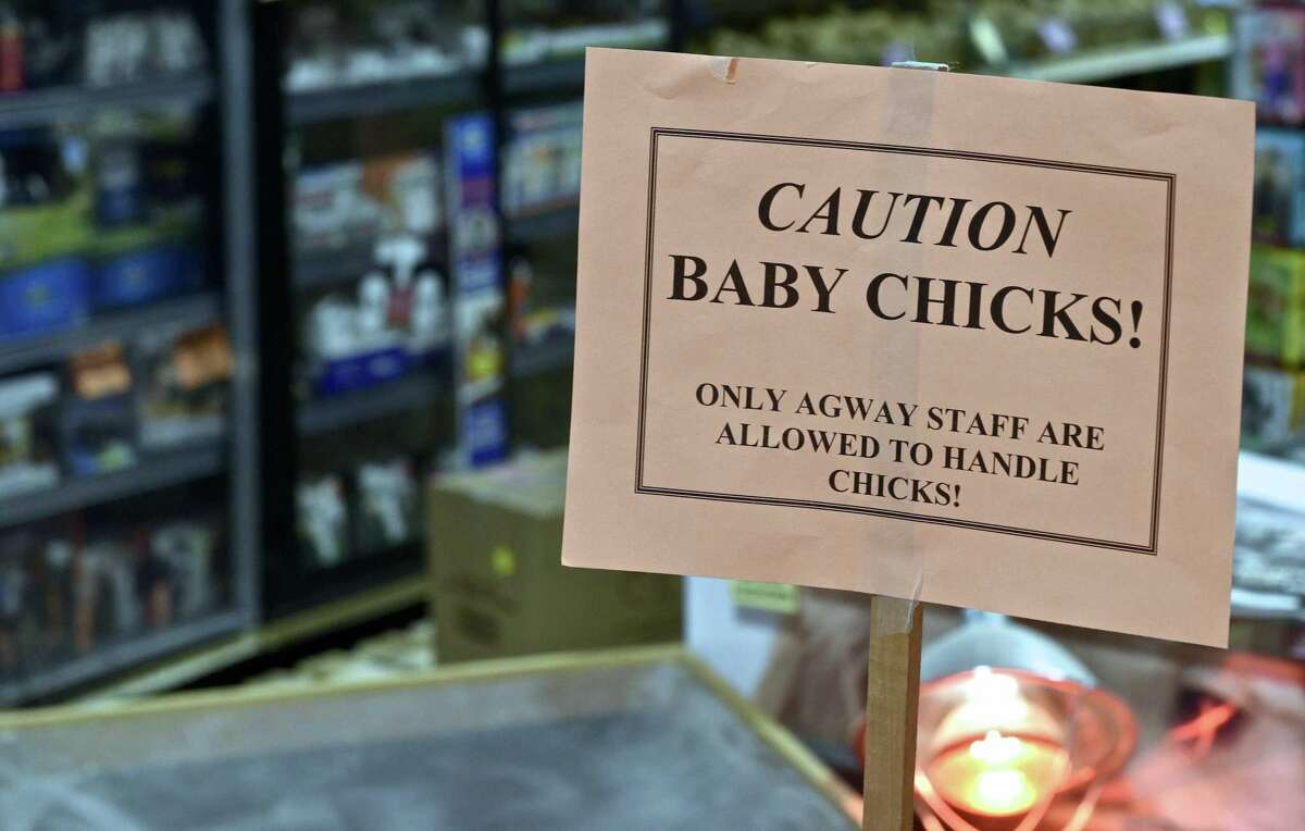 Backyard chickens big business