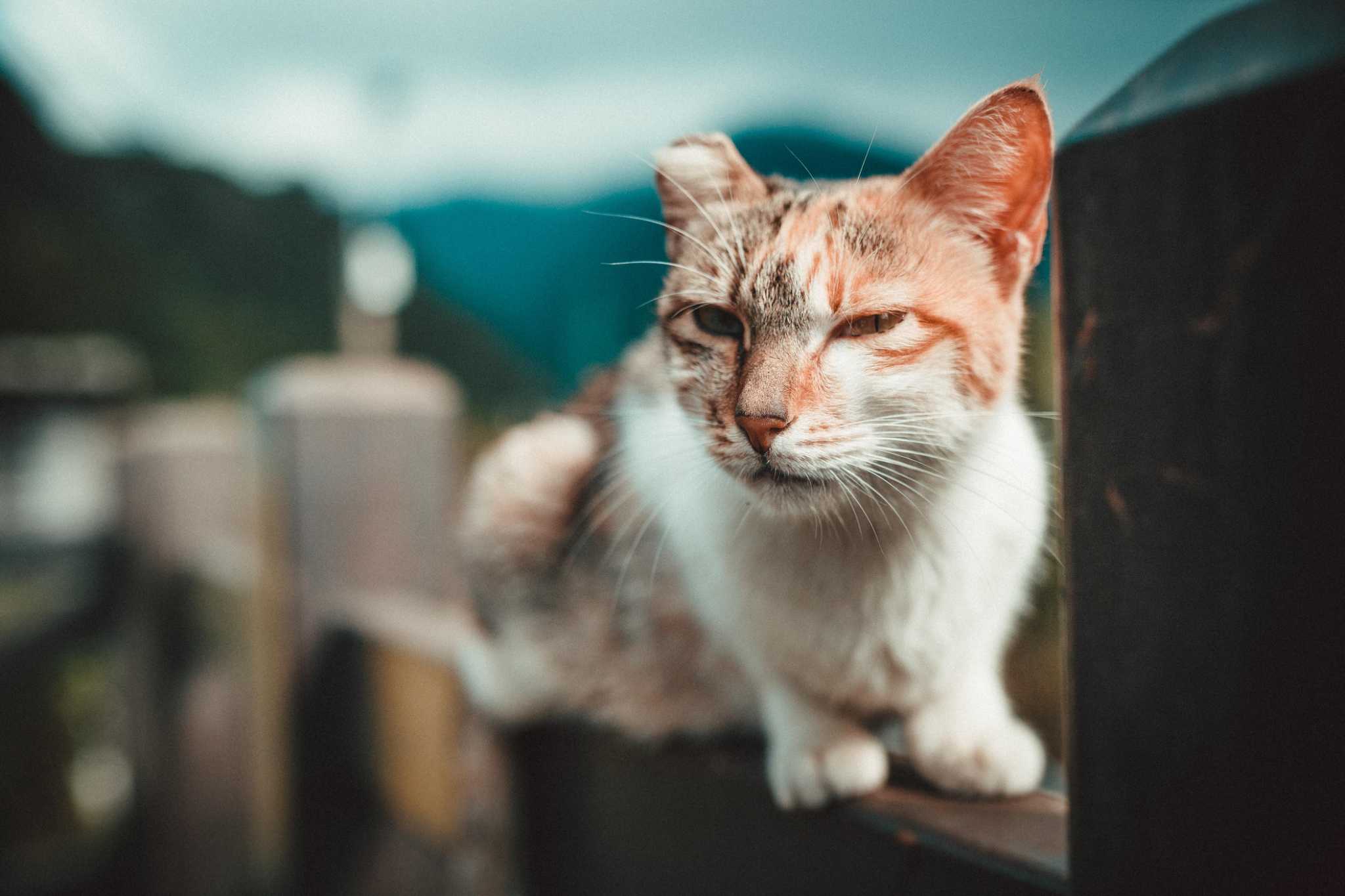 Why Some Outdoor Cats Are Missing The Tips Of Their Ears