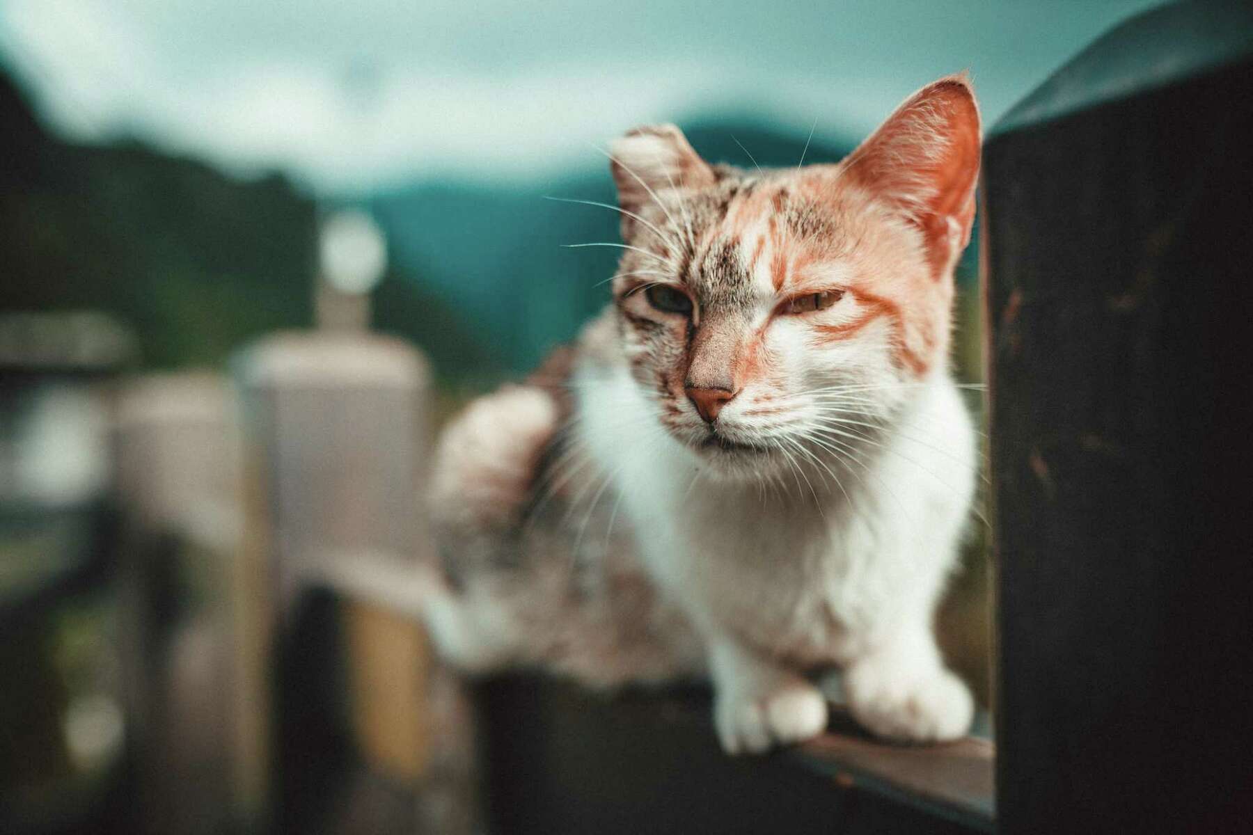 Why some outdoor cats are missing the tips of their ears