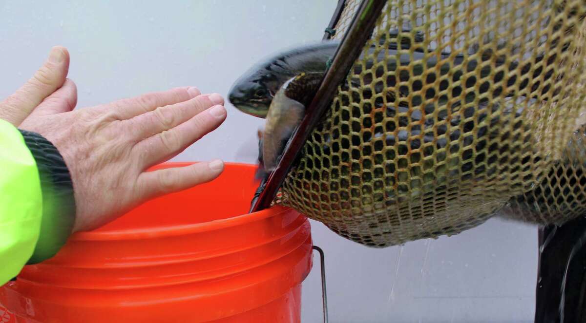 Pond stocked ahead of Fairfield fishing derby