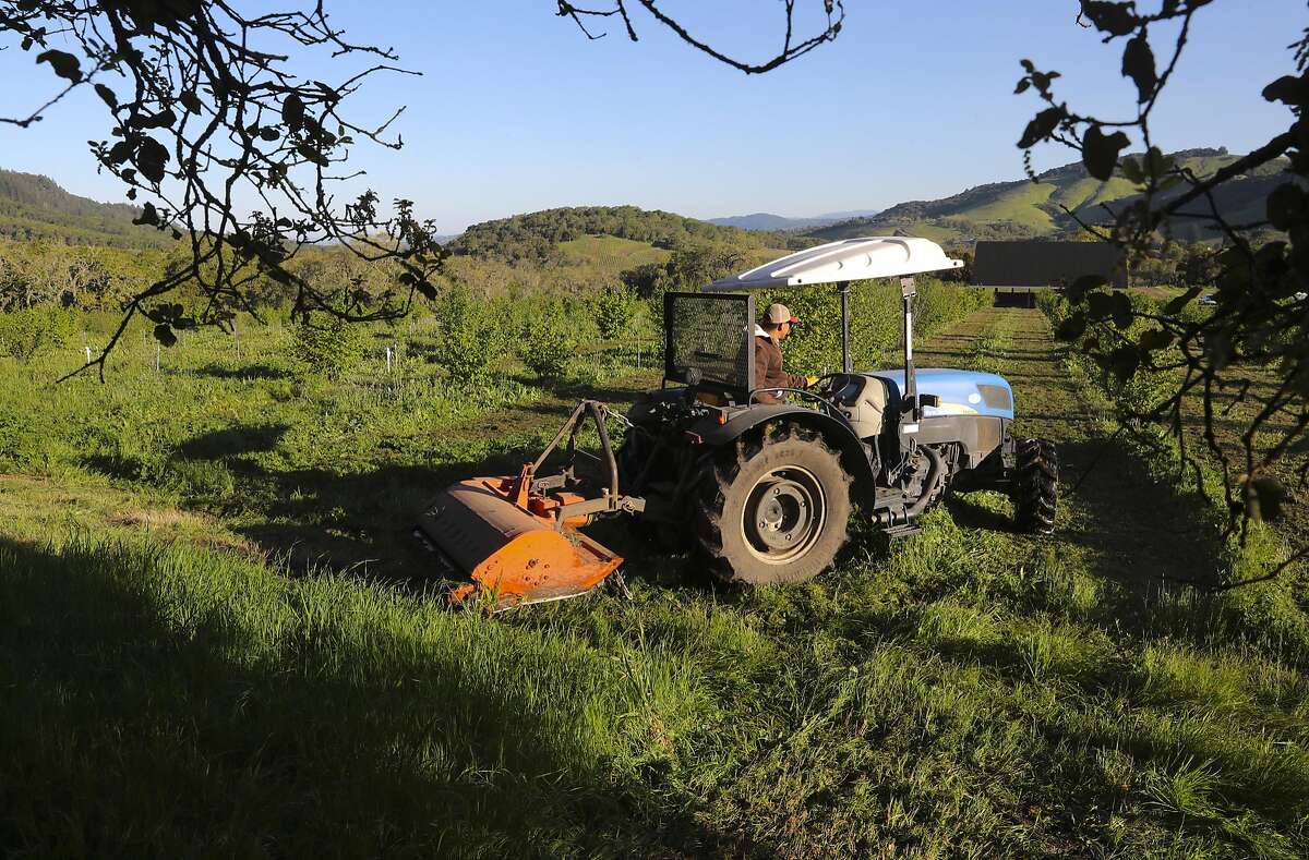 Groundbreaking truffle harvest portends something big in California