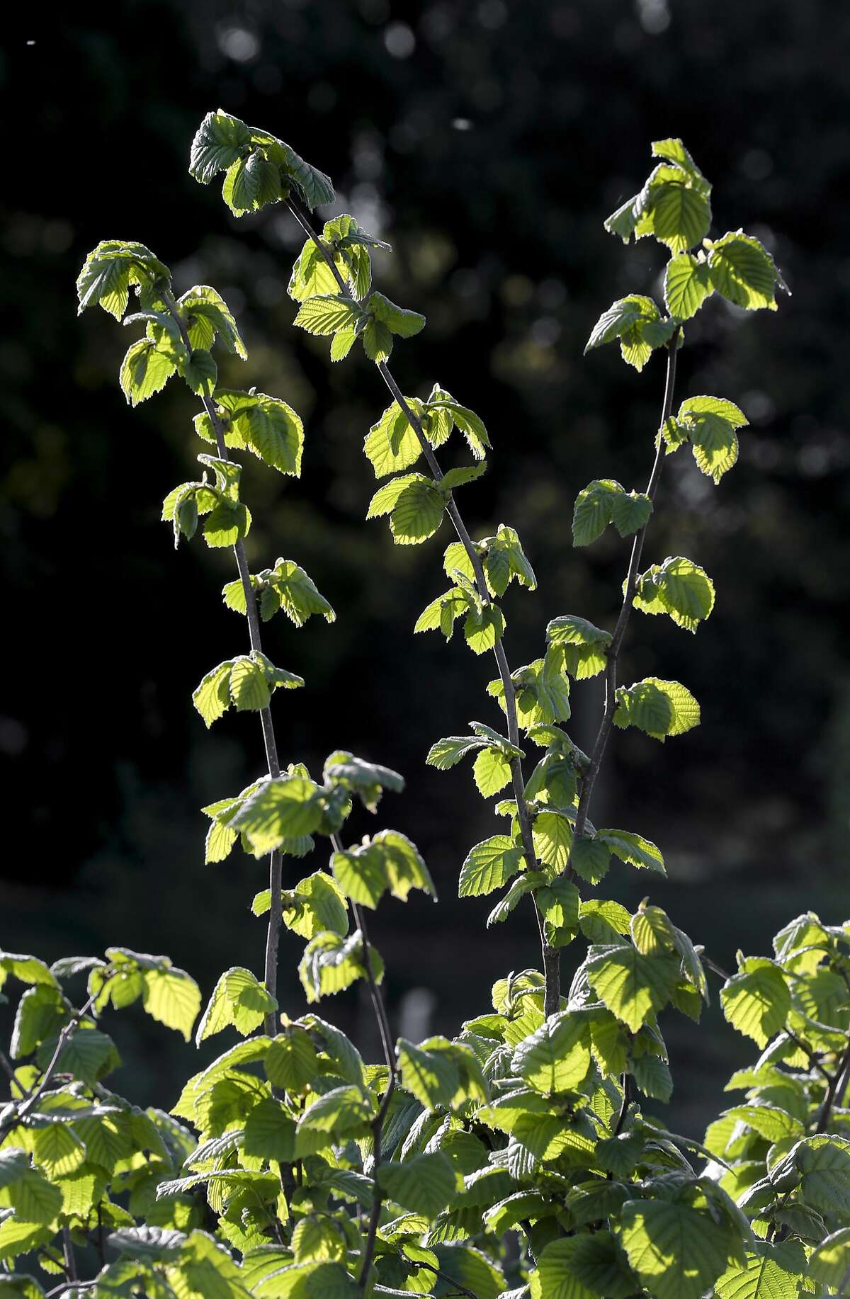 Groundbreaking truffle harvest portends something big in California