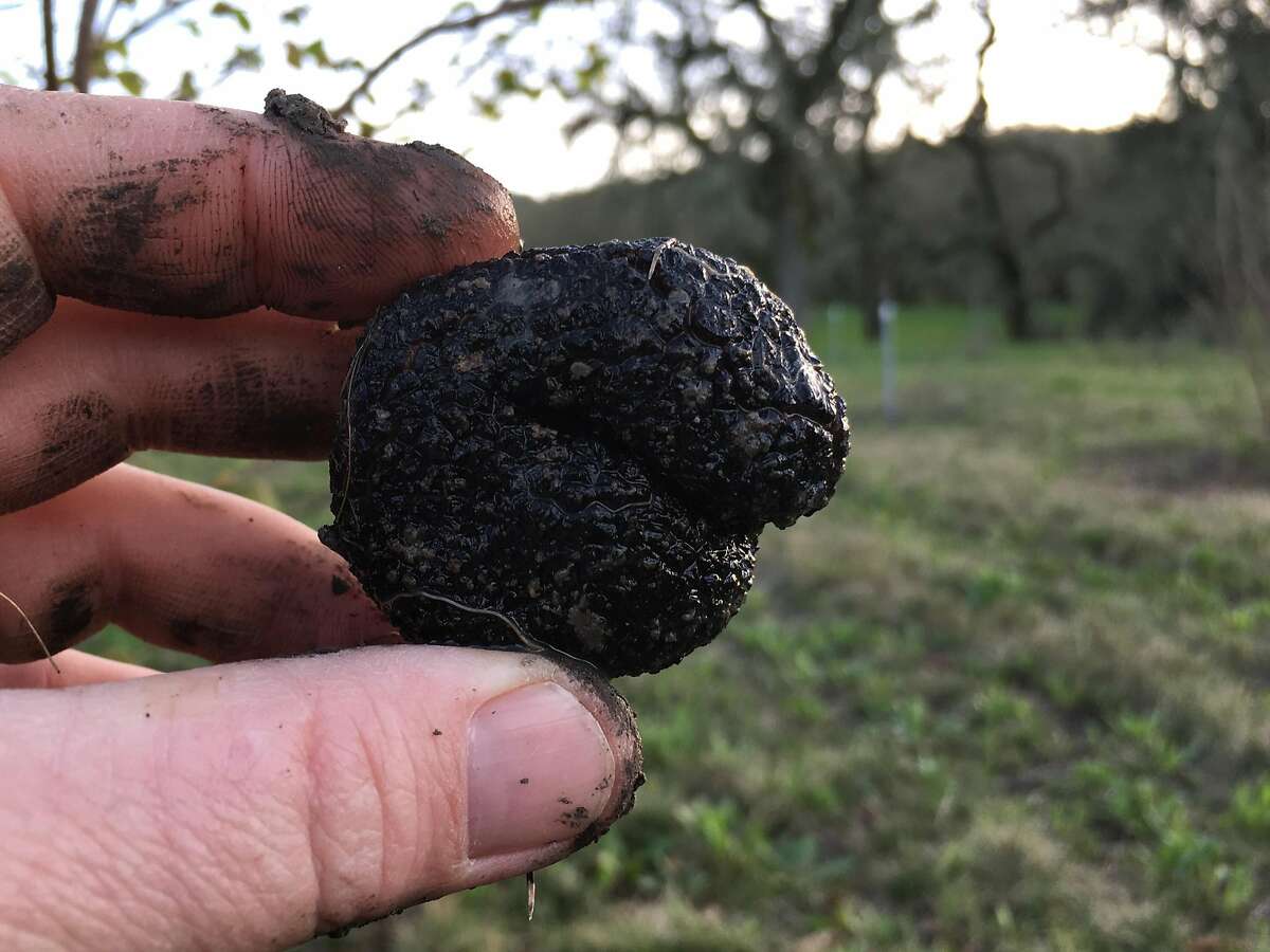 Truffles found in Jackson Park Orchard in Sonoma County.