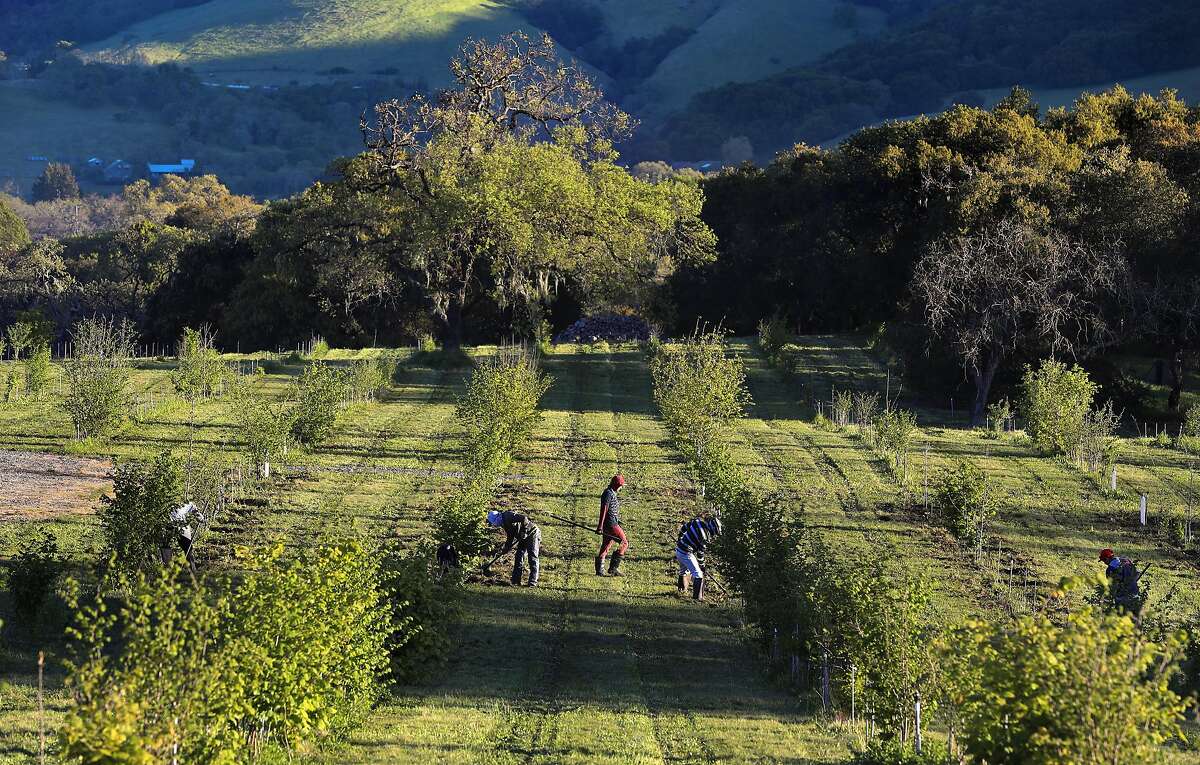 Groundbreaking truffle harvest portends something big in California