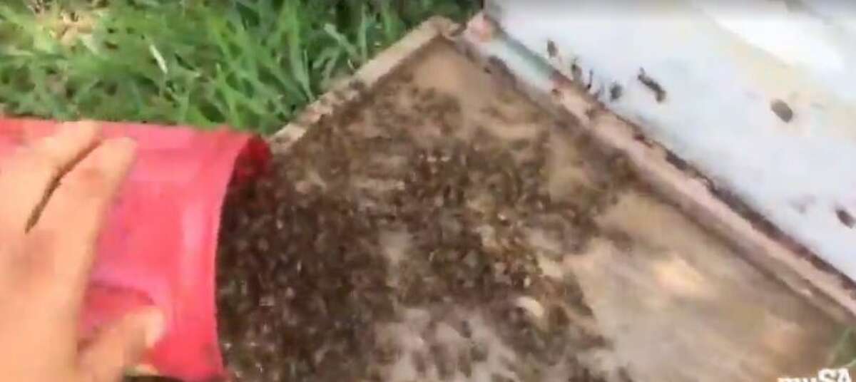 A fearless South Texas beekeeper braved a "monster swarm" and live streamed the capture of a beehive on Facebook.