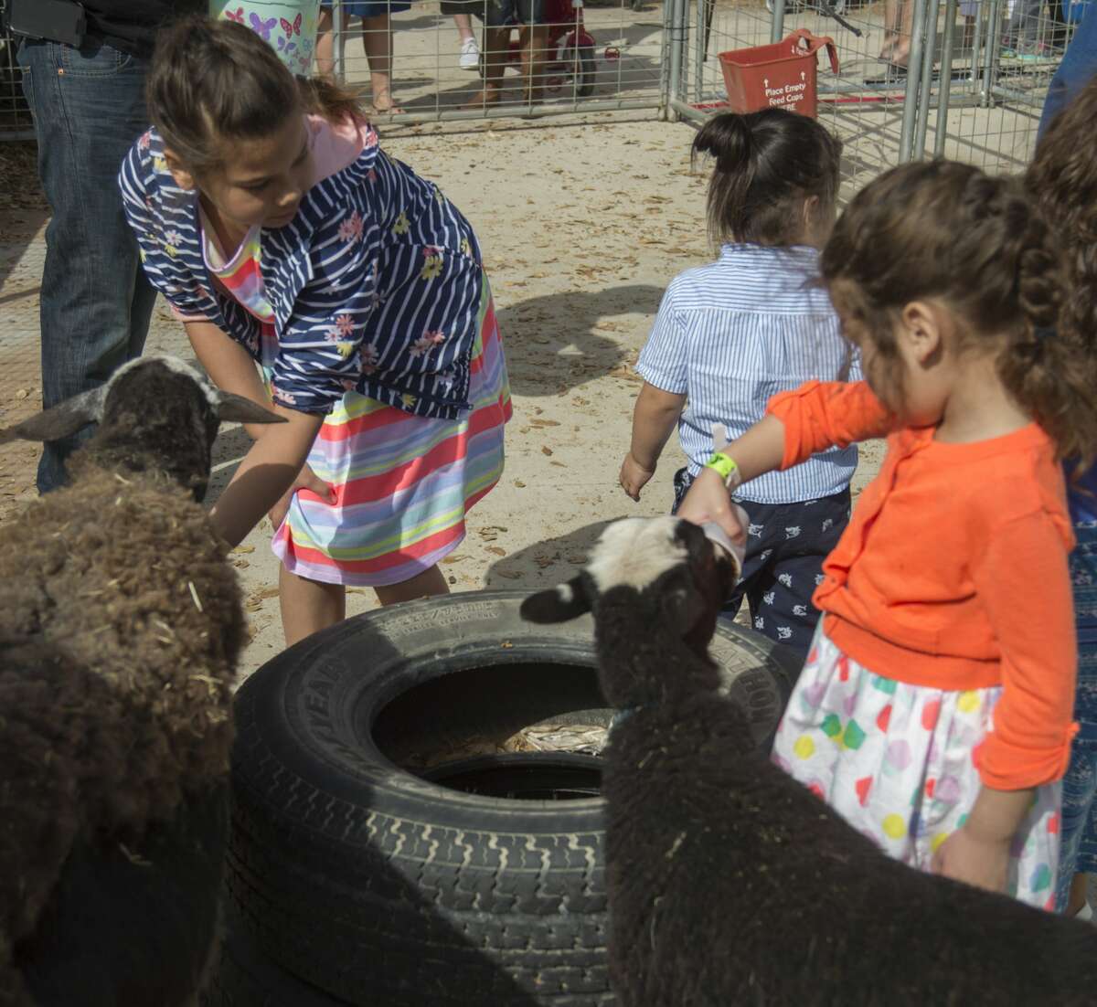 Children feed and pet farm animals 04-01-17 in the Whitley Acres Farms area at the Midland YMCA Egg-Stravaganza. Tim Fischer/Reporter-Telegram