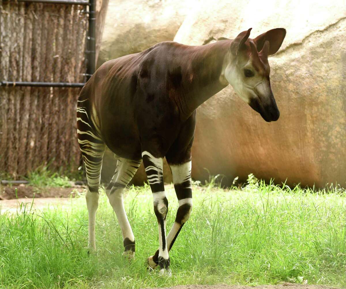 An okapi, which the San Antonio Zoo tweeted about as a newly discovered species that is “a mix between a giraffe and a zebra,” wanders its enclosure on April Fools Day, Saturday, April 1, 2017.