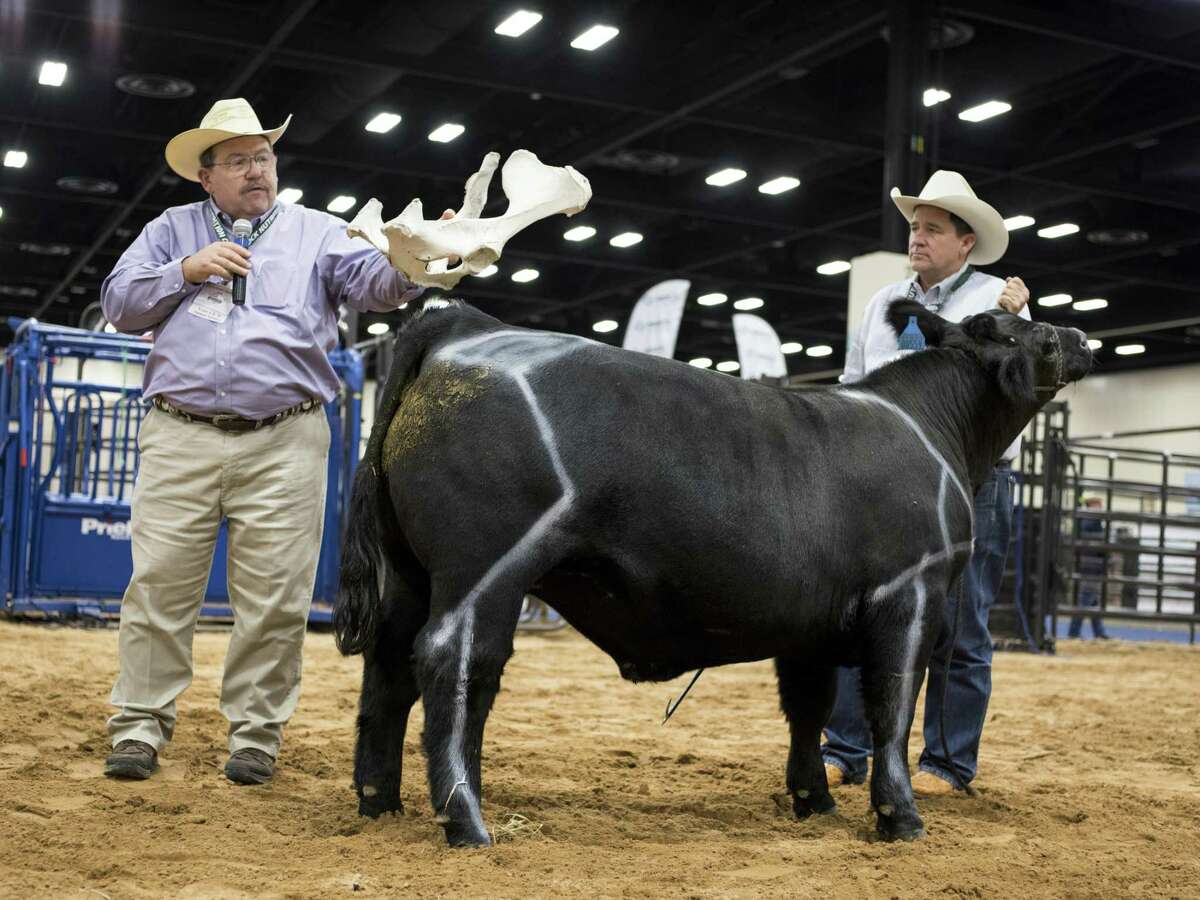 Dr. Joe Paschal, left, and Bryan Davis, right, demonstrate the anatomy and desirable qualities of a bull by holding a piece of another bull's pelvis bone above where it lies in the animal during the Texas and Southwestern Cattle Raisers Convention held at the Convention Center in San Antonio.