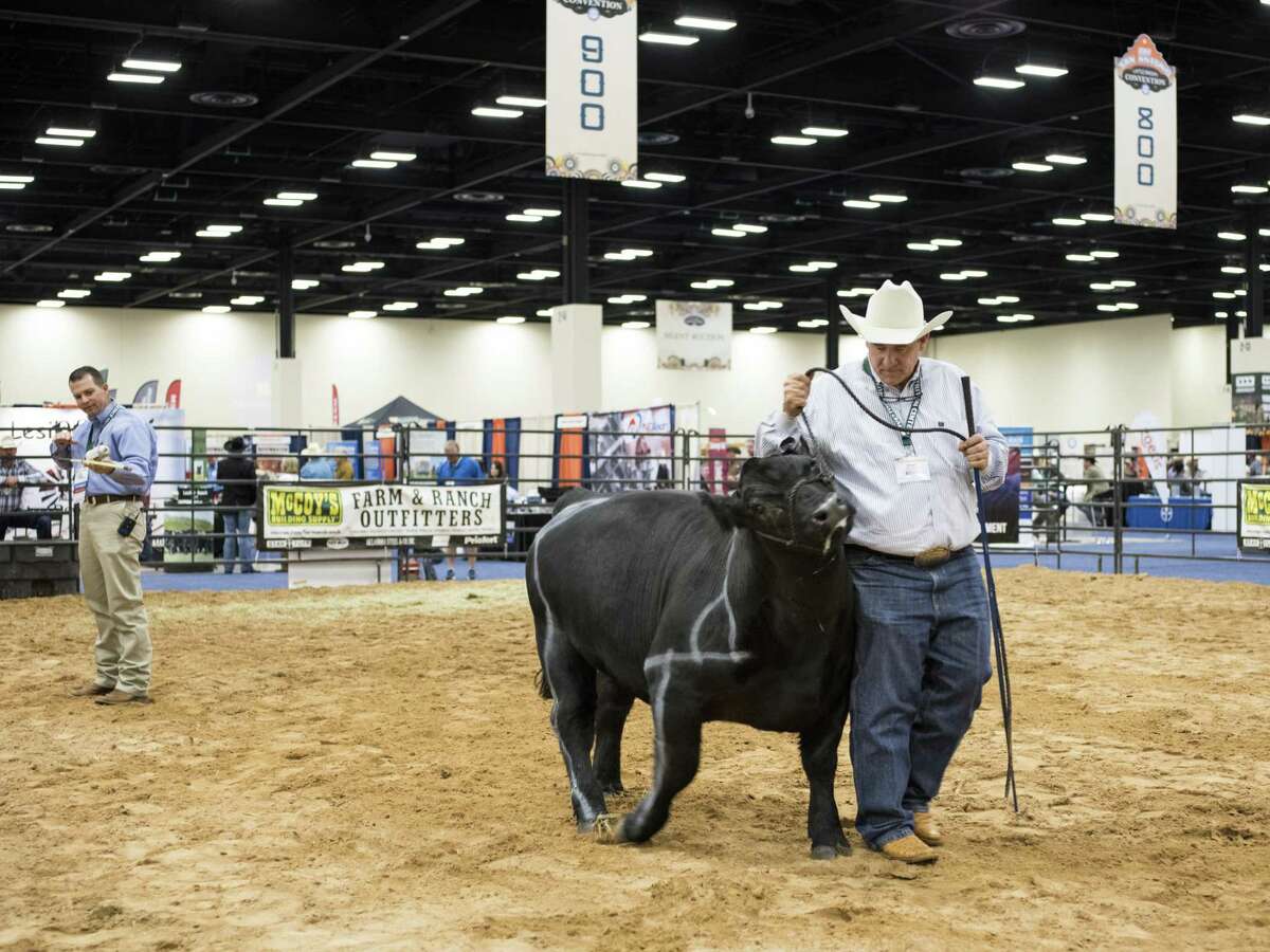 Bryan Davis, right, shows a bull to an audience during a presentation at the 140th Annual Texas and Southwestern Cattle Raisers Convention held at the Convention Center in San Antonio.