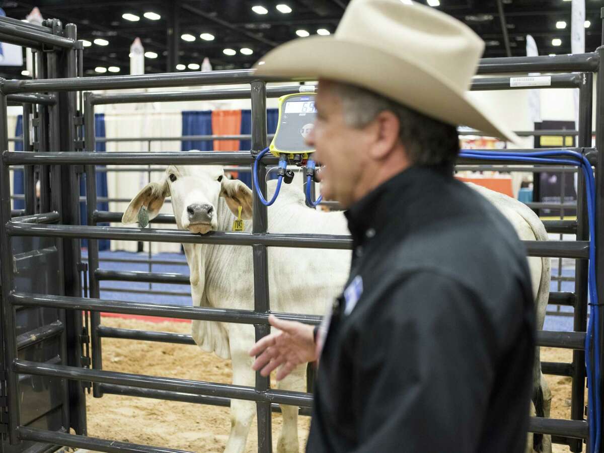 A cow looks over at presenter Cliff Cobb as he demonstrates a cattle chute during the 140th annual Texas and Southwestern Cattle Raisers Convention held at the Convention Center in San Antonio.