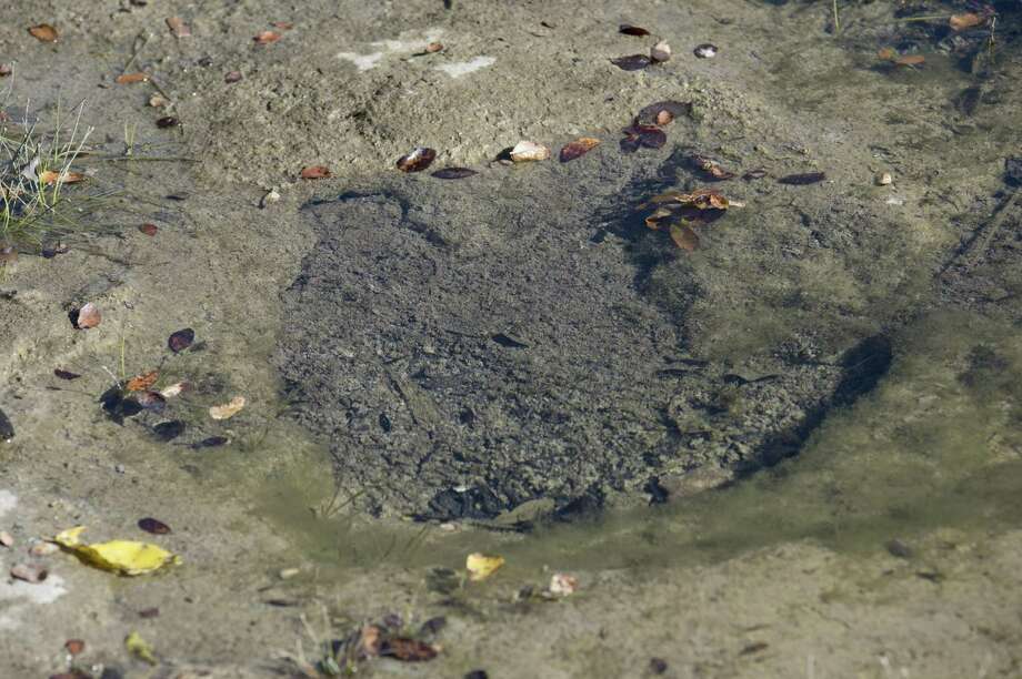 Secrets of dinosaur tracks at state natural area emerging San Antonio