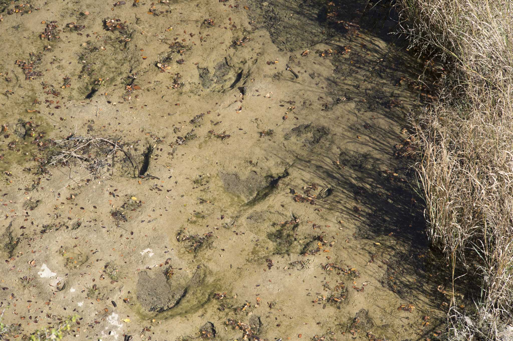 Secrets of dinosaur tracks at state natural area emerging