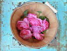 A basket of Katy Road Pink roses from the garden