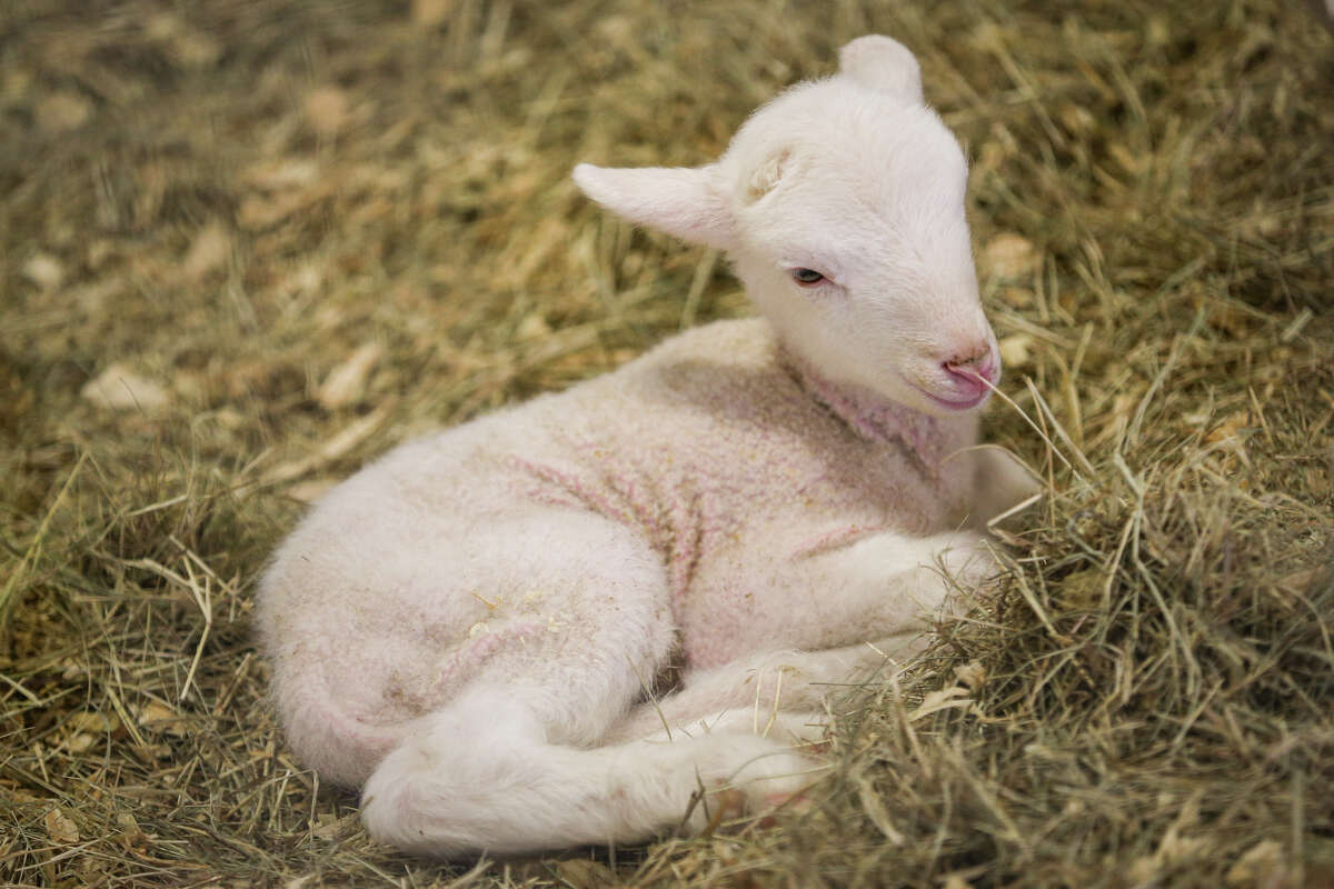 A baby goat, born Saturday, rests during the Montgomery County Fair's Kids Day on Tuesday, April 4, 2017, at the Montgomery County Fairgrounds.
