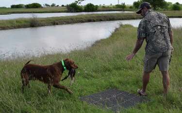 duck dawg retrievers