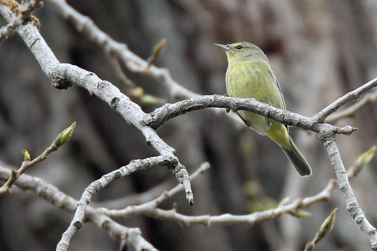 An Orange-crowned Warbler seen during a bird walk hosted by the San Antonio Audubon Society at the Land Heritage Institute.