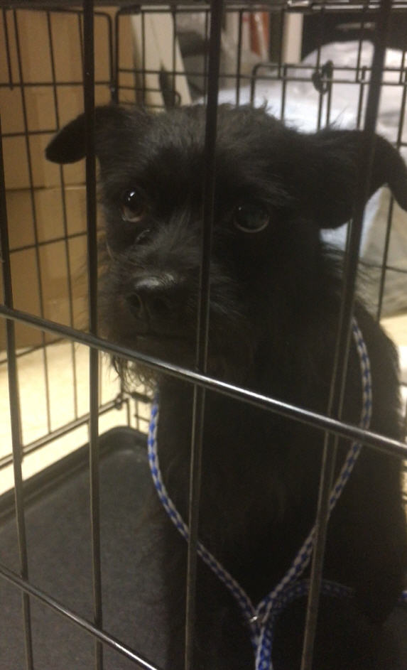 Video Dog thrown over fence at Tomball animal rescue shelter