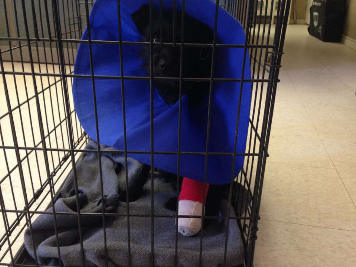 Video Dog thrown over fence at Tomball animal rescue shelter