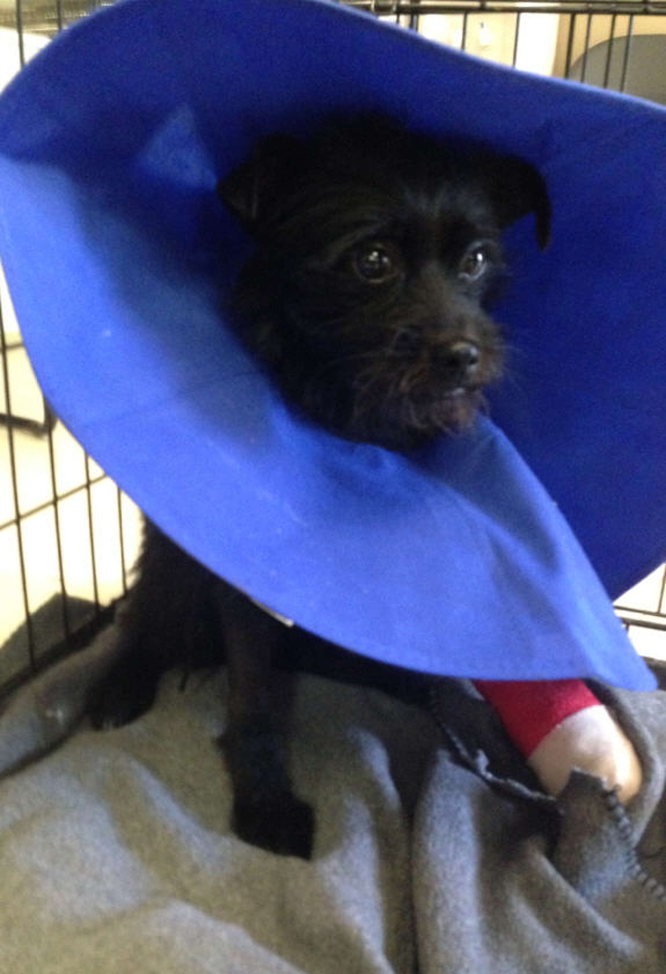 Video Dog thrown over fence at Tomball animal rescue shelter