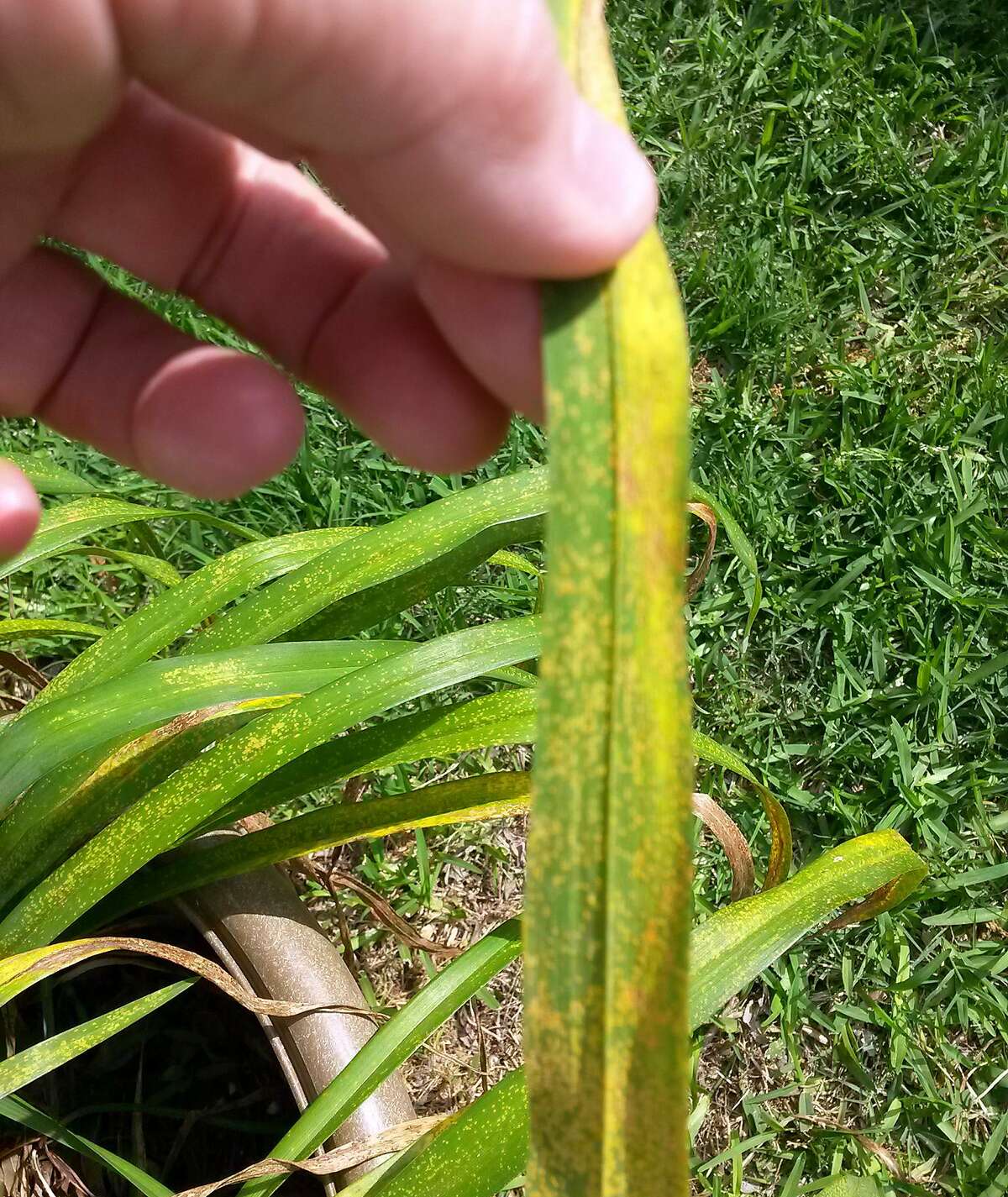 This is daylily rust. It was observed in China, and it has become well known to daylily enthusiasts since it was first observed in the U.S. in 2000.