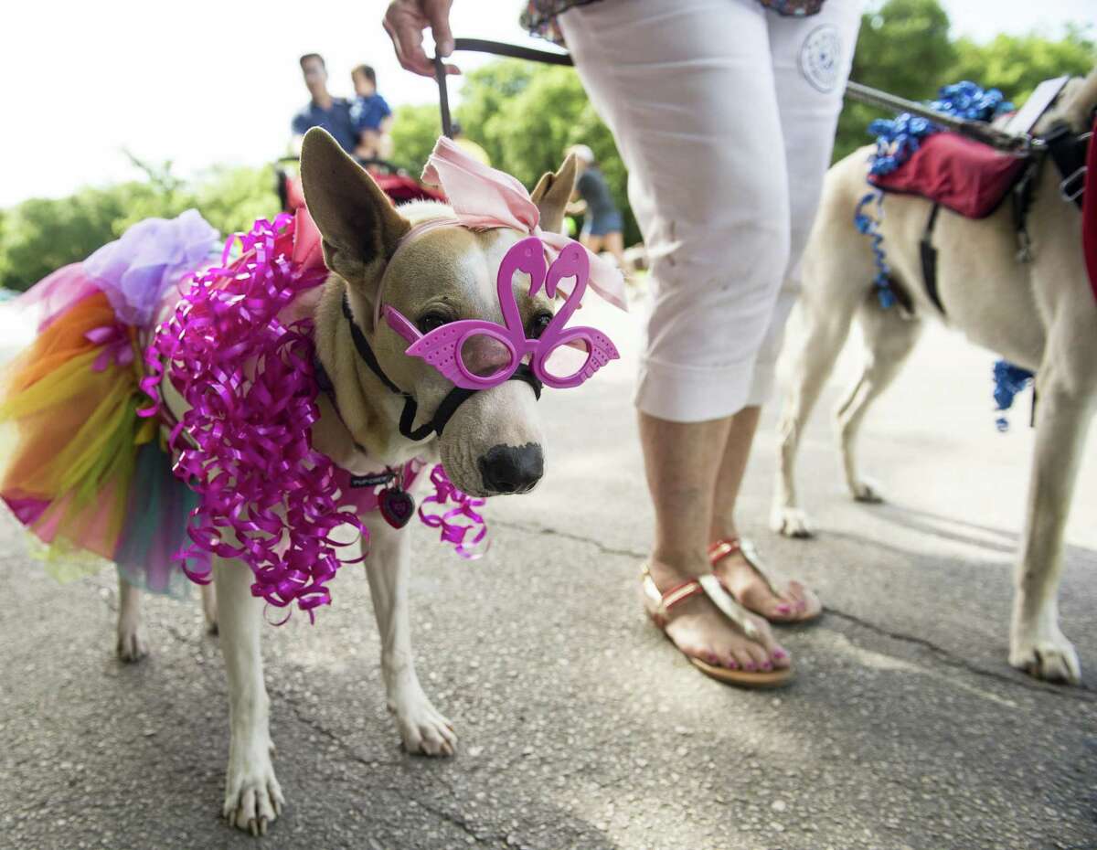 Fox the dog participates in the 2016 Fiesta Pooch Parade April 23, 2016.