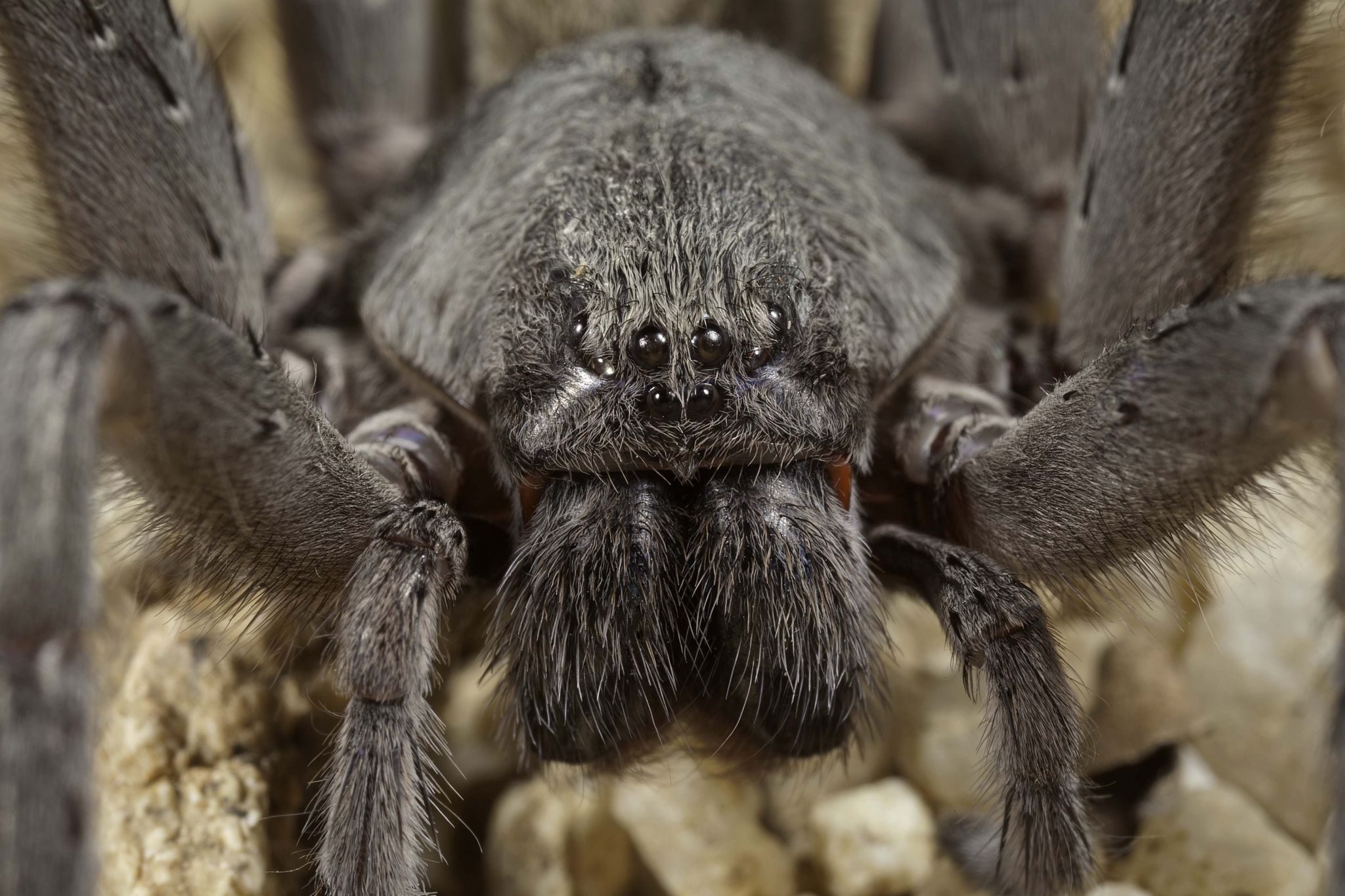 Baseball Sized Spider Discovered In Baja California Mine Sfgate