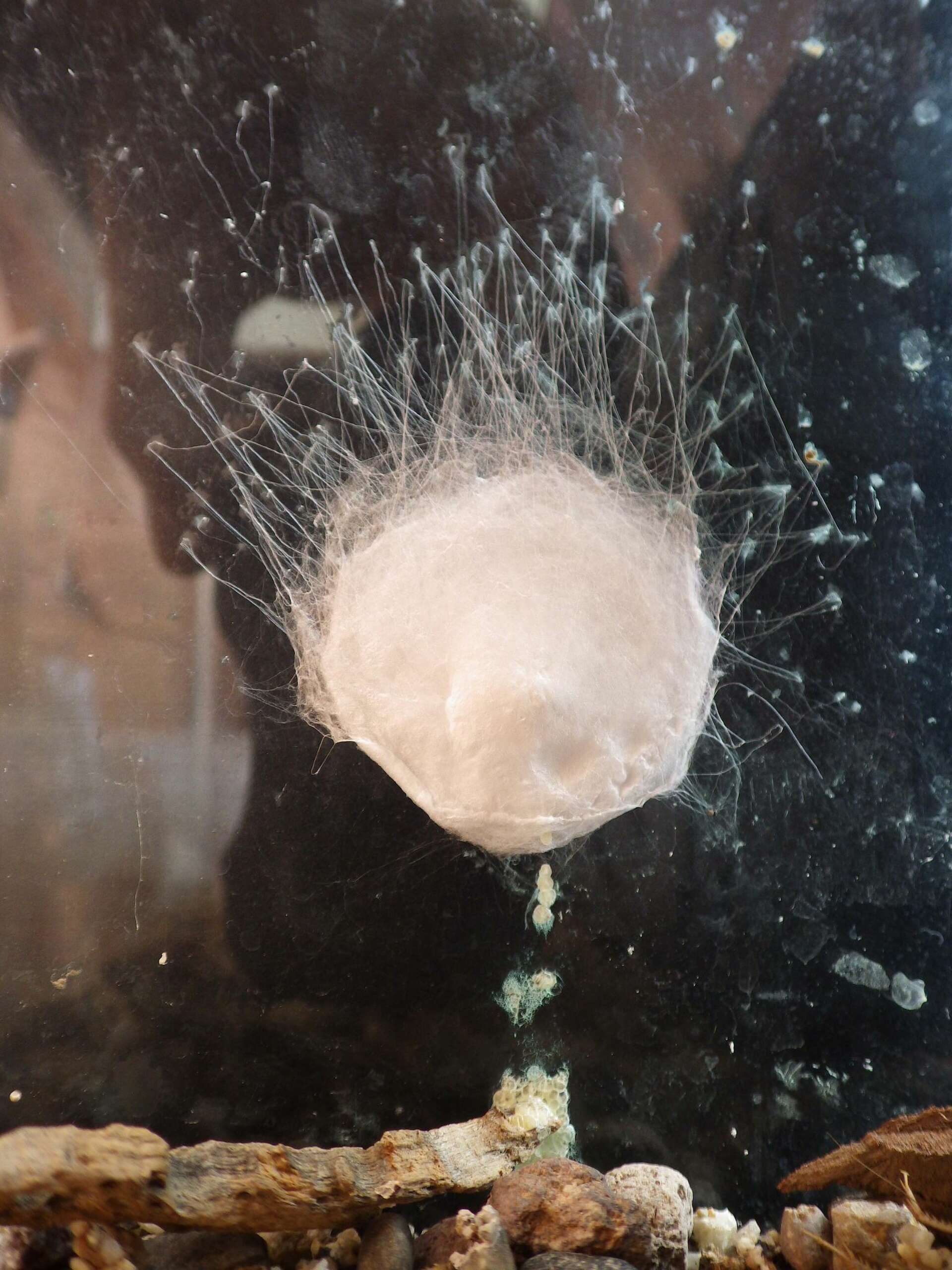 Rare Albino Spider Discovered In California - o8i25bj