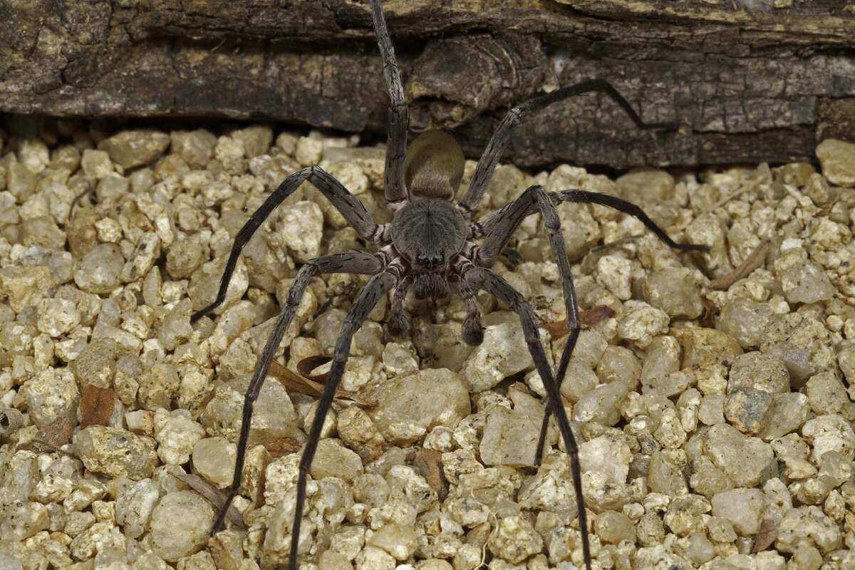 Researchers at the San Diego Natural History museum recently discovered a new species and genus of spider in the hills of Baja California, called Califorctenus cacahilensis. 