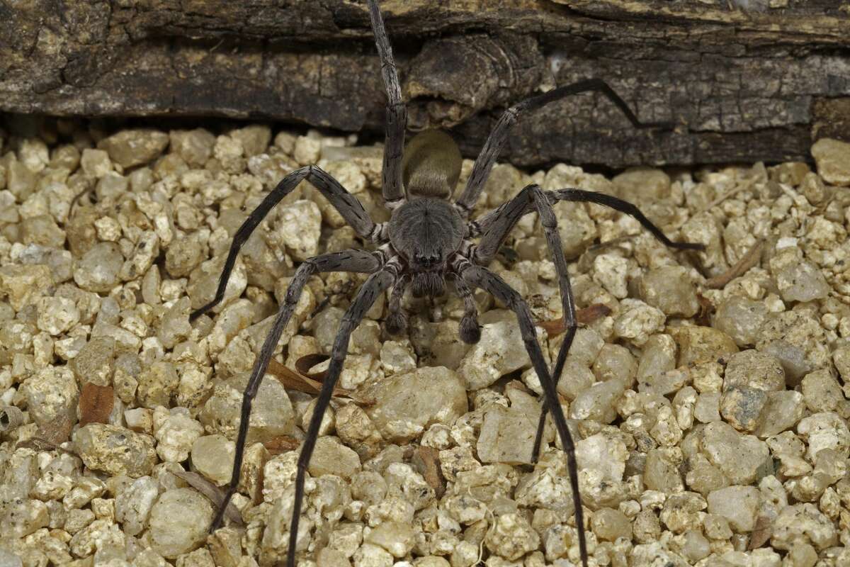 Spiders The Size Of Softballs Lurk Deep Inside Abandoned Mines In Mexico