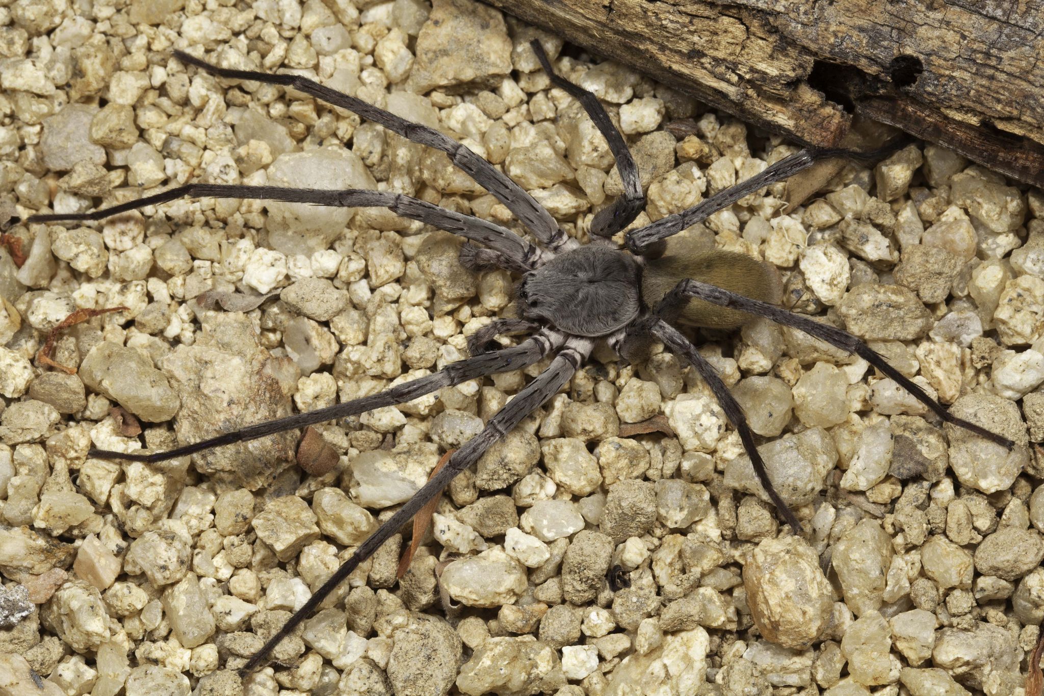 Spiders The Size Of Softballs Lurk Deep Inside Abandoned Mines In Mexico