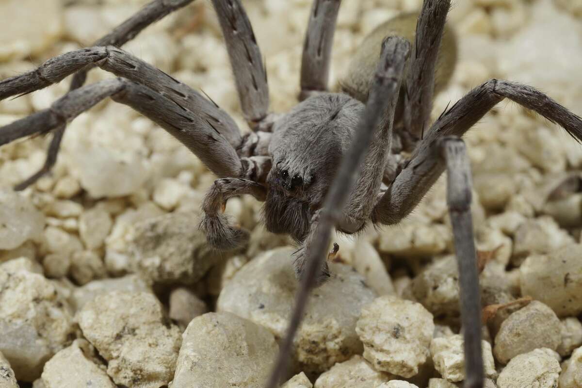 Rare Albino Spider Discovered In California - wy78xma