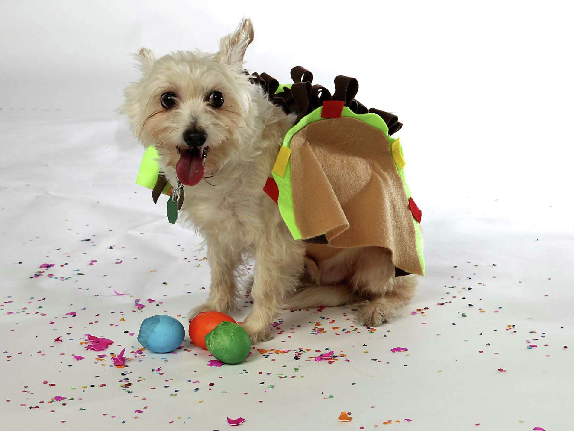 Easy DIY Fiesta taco dog costume always in good taste