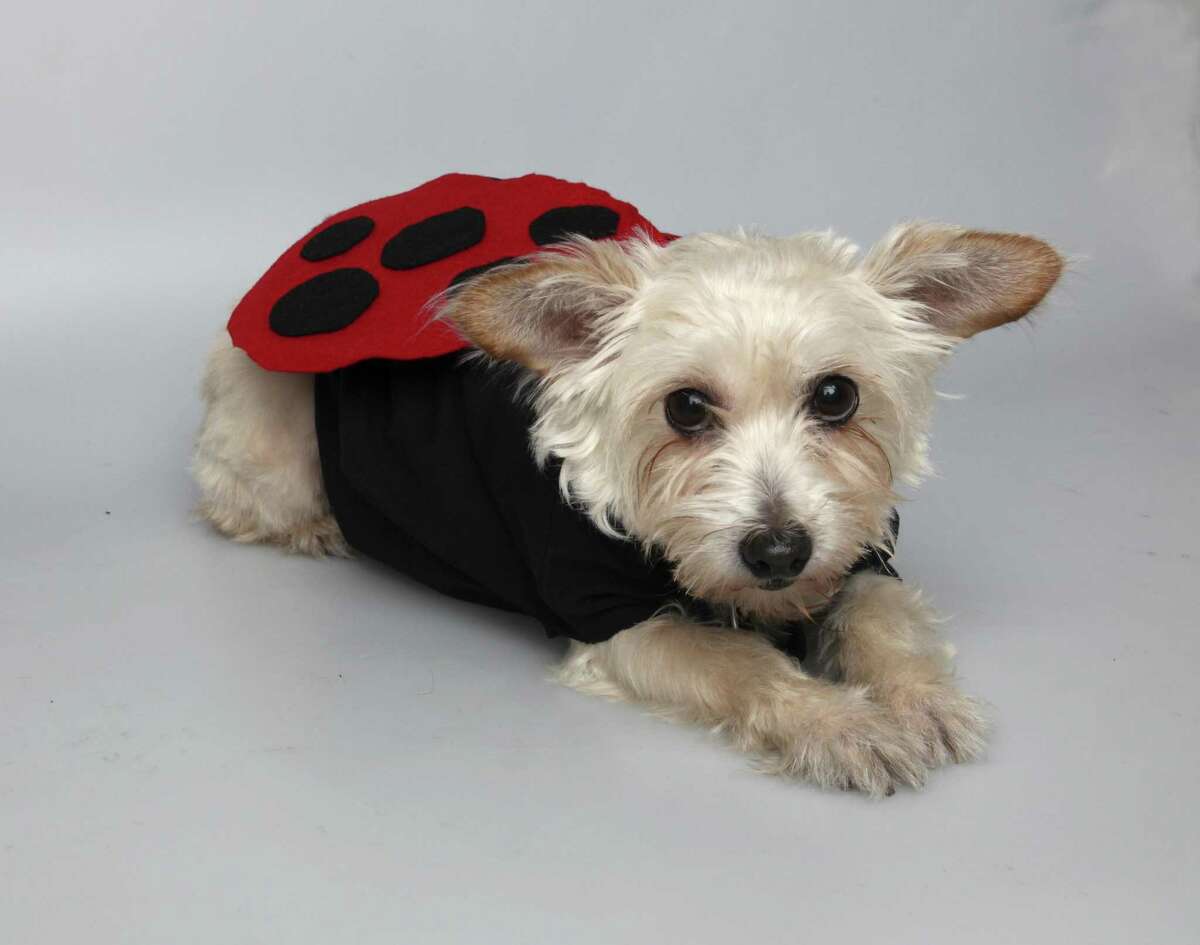 Penny models a ladybug costume made with a children's T-shirt and cardboard wings covered with red felt and black felt dots.